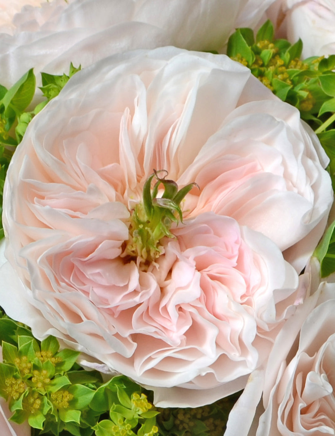 Charity Garden Rose (12 Stems)