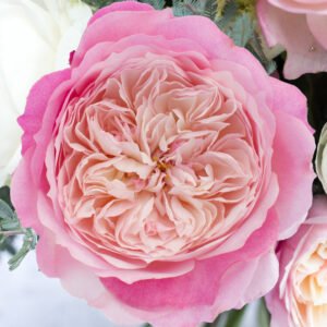 Constance Garden Rose (12 Stems)