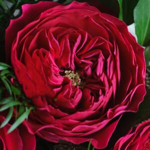 Darcey Garden Rose (12 Stems)