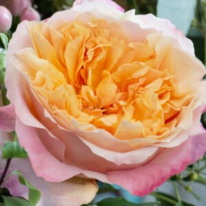 Edith Garden Rose (12 Stems)