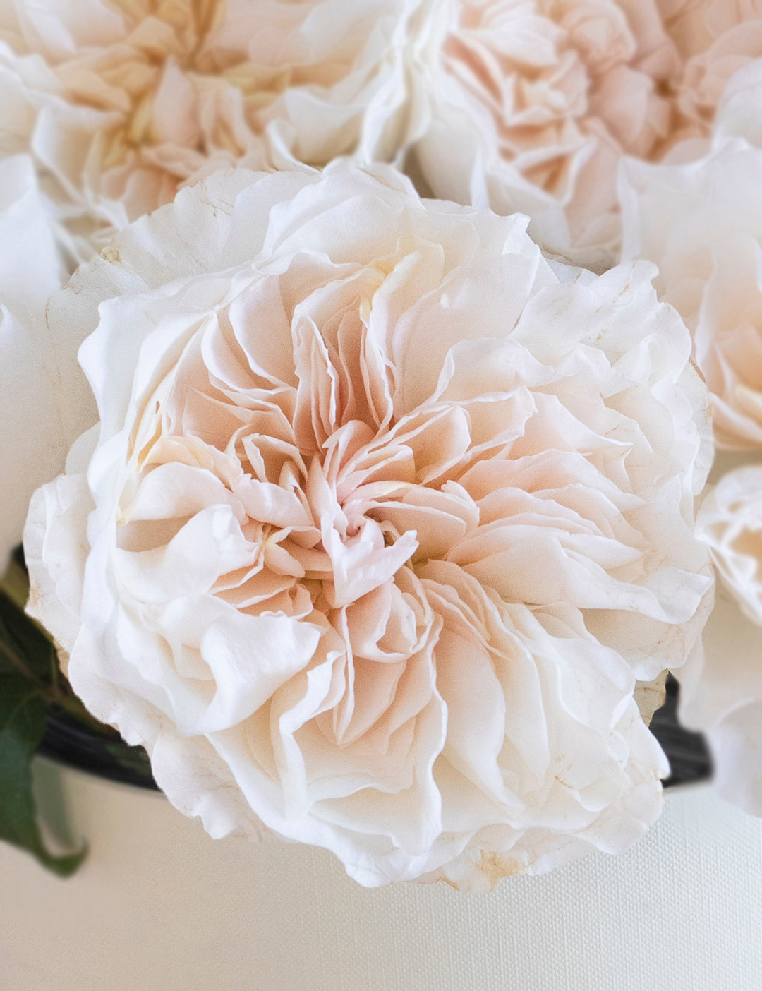 Eugenie Garden Rose (12 Stems)