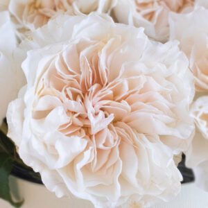 Eugenie Garden Rose (12 Stems)