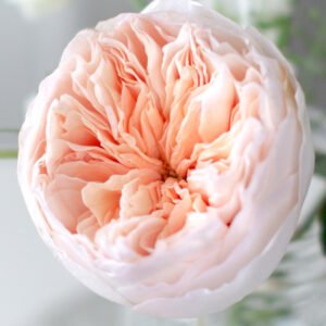 Juliet Garden Rose (12 Stems)