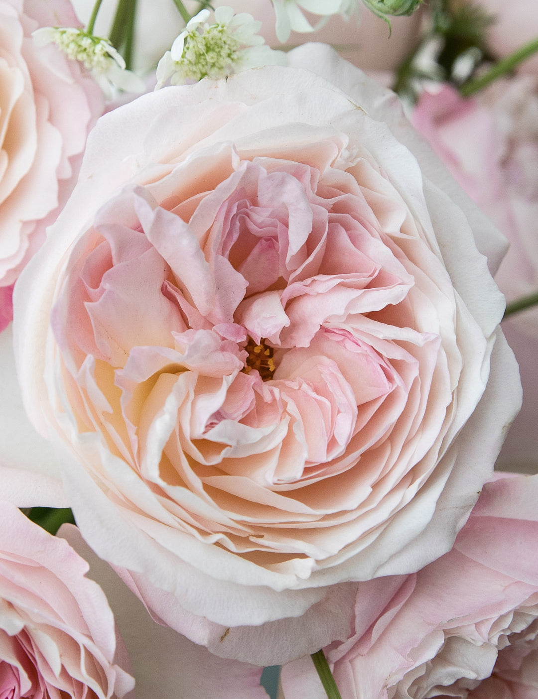 Keira Garden Rose (12 Stems)