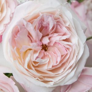 Keira Garden Rose (12 Stems)