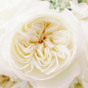 Leonora Garden Rose (12 Stems)