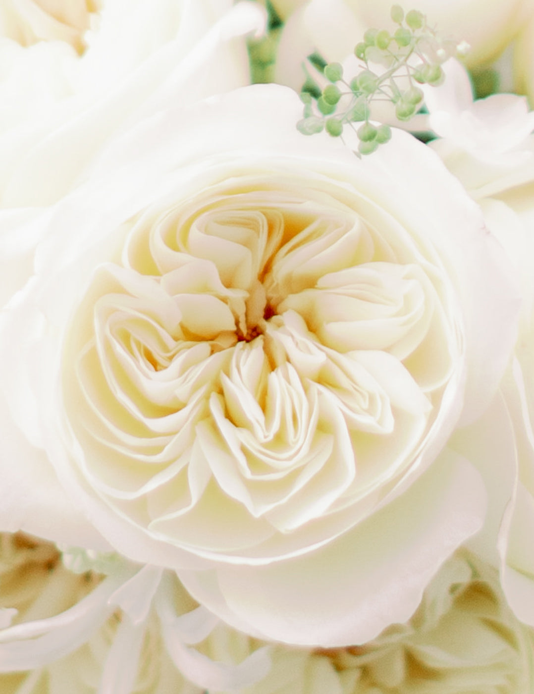 Leonora Garden Rose (12 Stems)