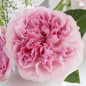 Miranda (Ausimmon) Garden Rose (12 Stems)