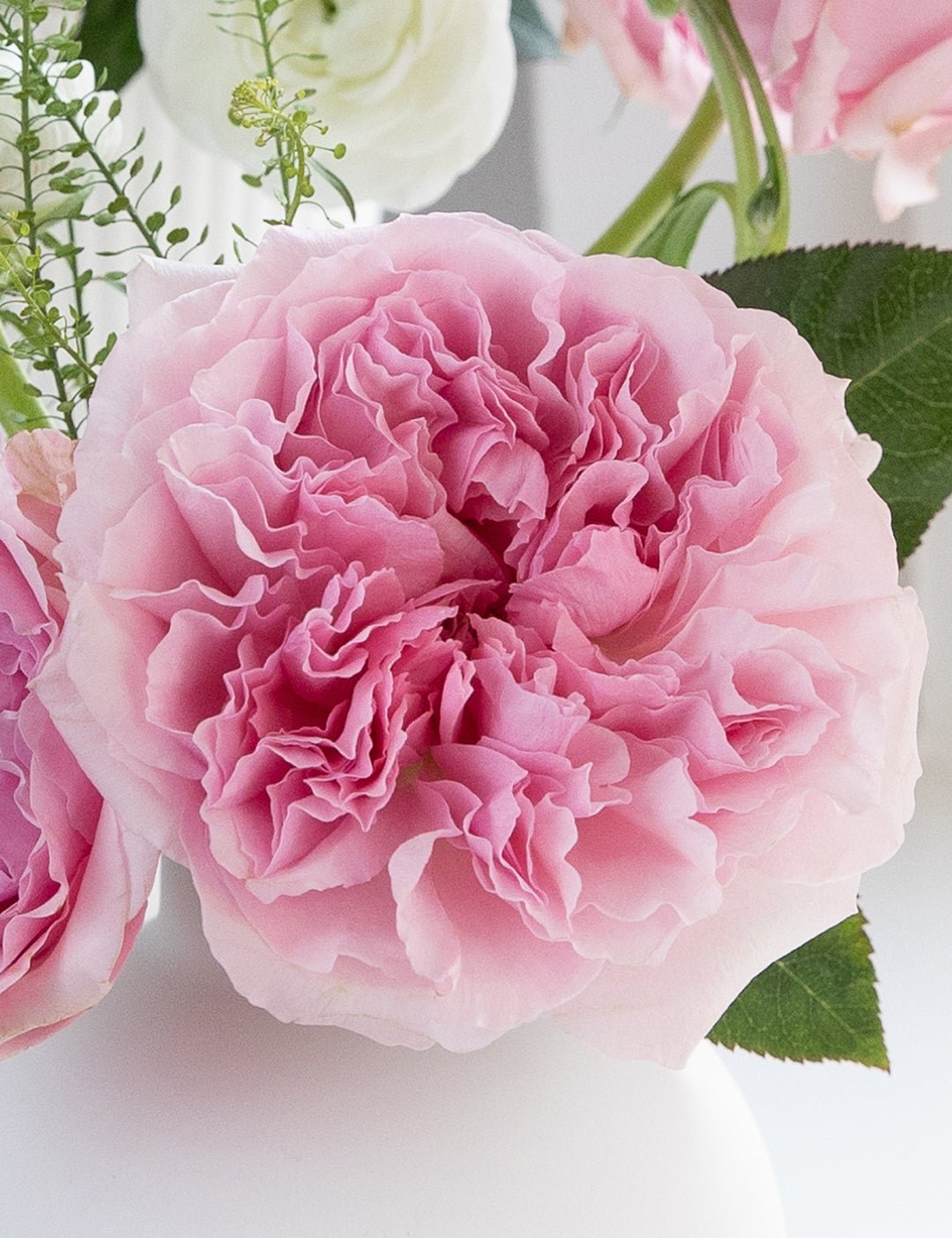 Miranda (Ausimmon) Garden Rose (12 Stems)