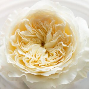 Patience Garden Rose (12 Stems)