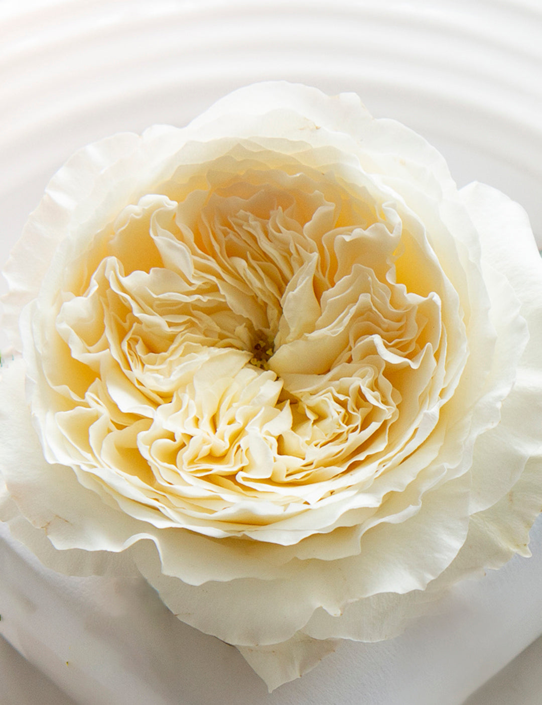 Patience Garden Rose (12 Stems)