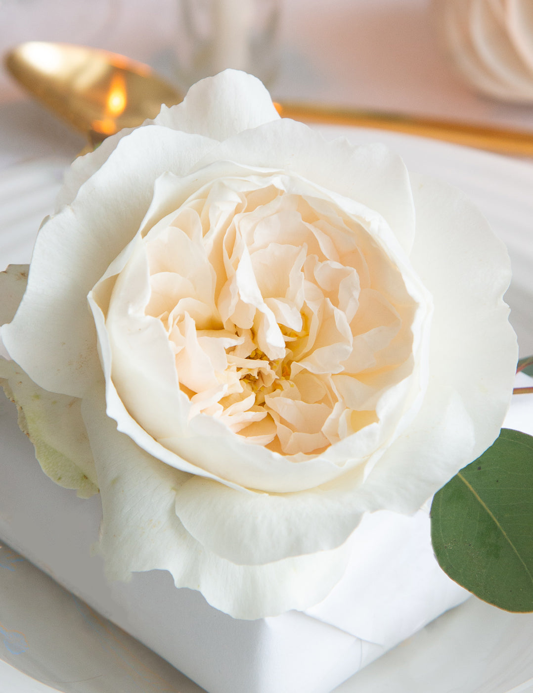 Purity Garden Rose (12 Stems)