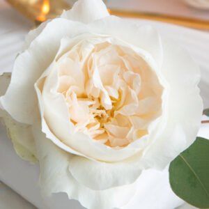 Purity Garden Rose (12 Stems)