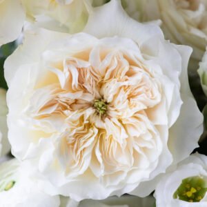 Enid Garden Rose (12 Stems)