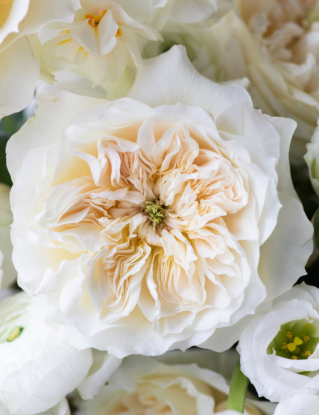Enid Garden Rose (12 Stems)