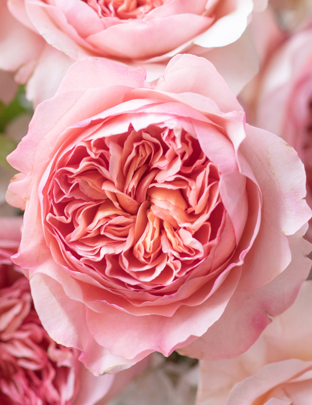 Phoebe Garden Rose (12 Stems)