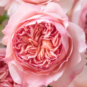 Phoebe Garden Rose (12 Stems)