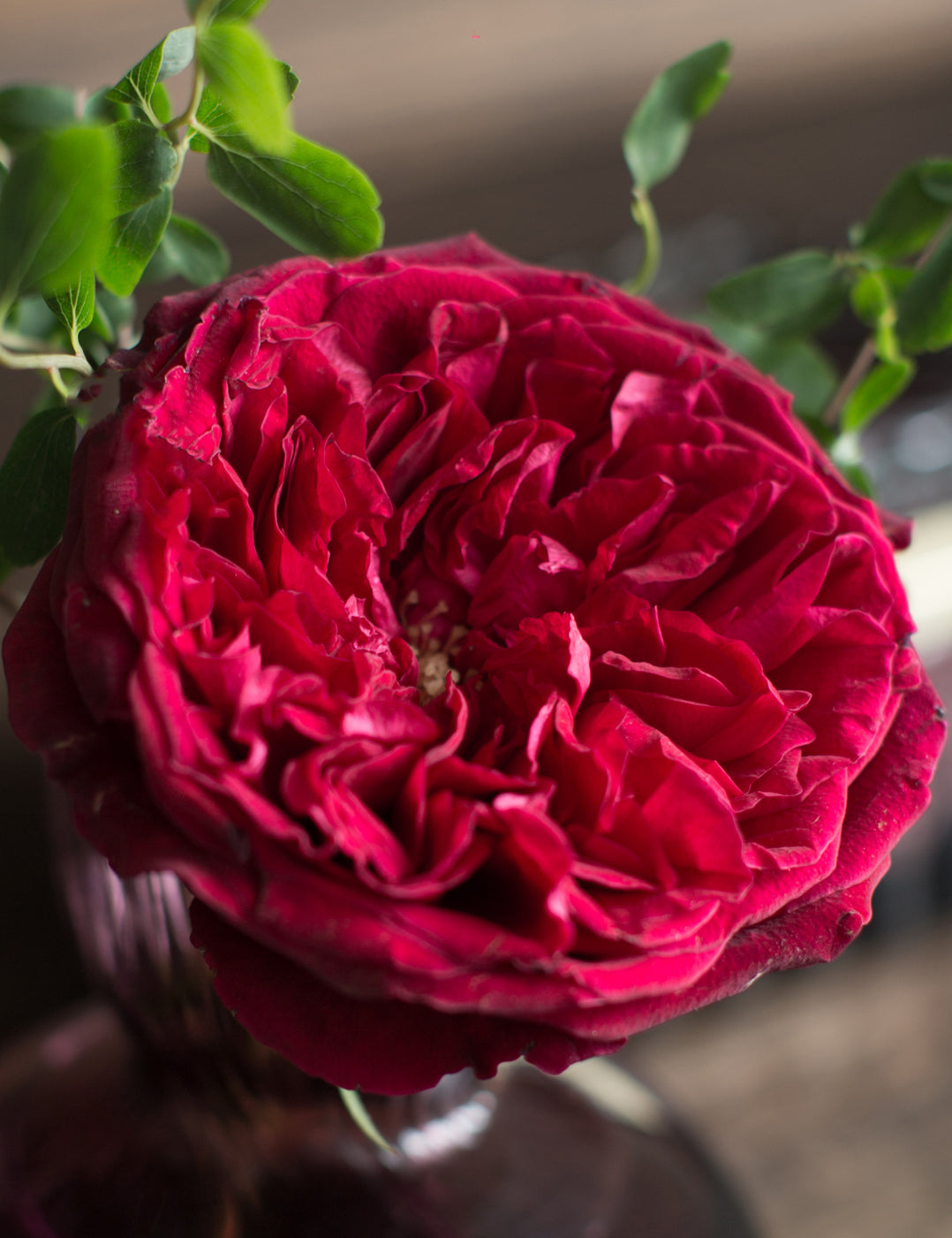Tess Garden Rose (12 Stems)