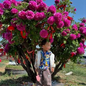 "Li xiang" large flower tree peony