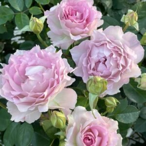Dew Serenade Lu Ning Xiang thornless rose plant flower bush shrub
