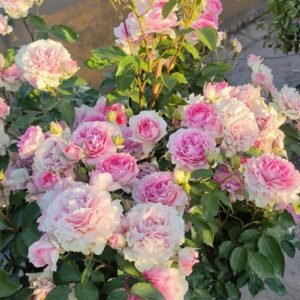 Doniazade thornless rose plant flower bush shrub