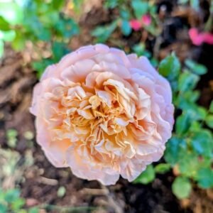 Ed wedding garden rose plant large flower bush deciduous shrub