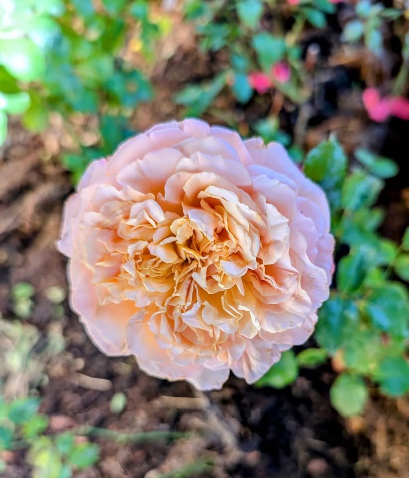 Ed wedding garden rose plant large flower bush deciduous shrub