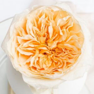Effie Garden Rose (12 Stems)
