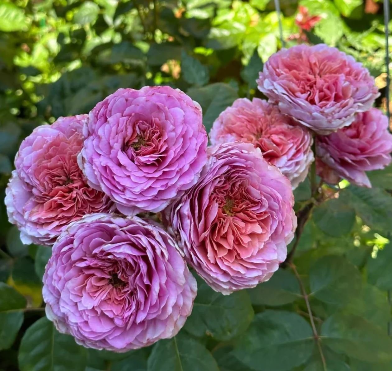 Eisvogel lookalike garden rose plant large flower bush deciduous shrub - Image 2