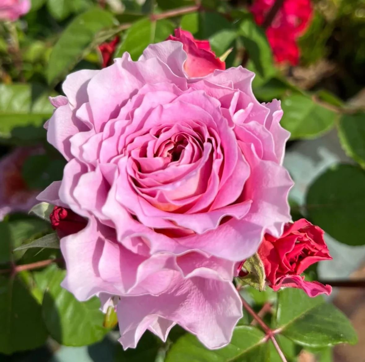 Eisvogel lookalike garden rose plant large flower bush deciduous shrub - Image 5