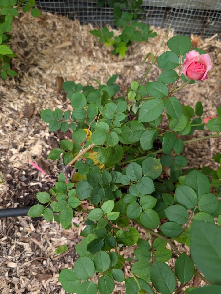Eisvogel lookalike garden rose plant large flower bush deciduous shrub - Image 14