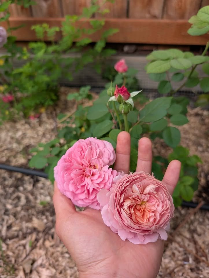 Eisvogel lookalike garden rose plant large flower bush deciduous shrub - Image 12