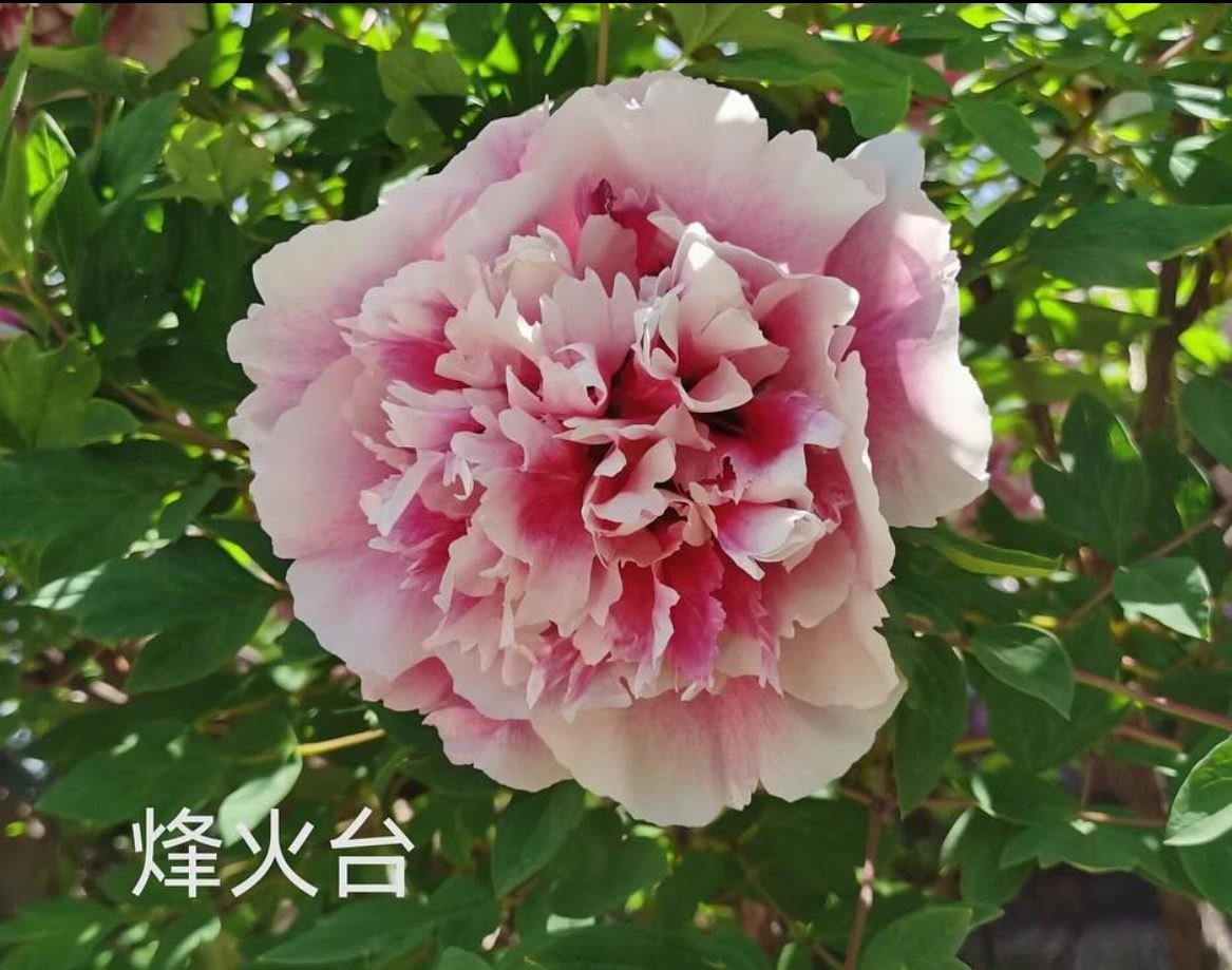 "Fire beacon tower" large flower tree peony - Image 2