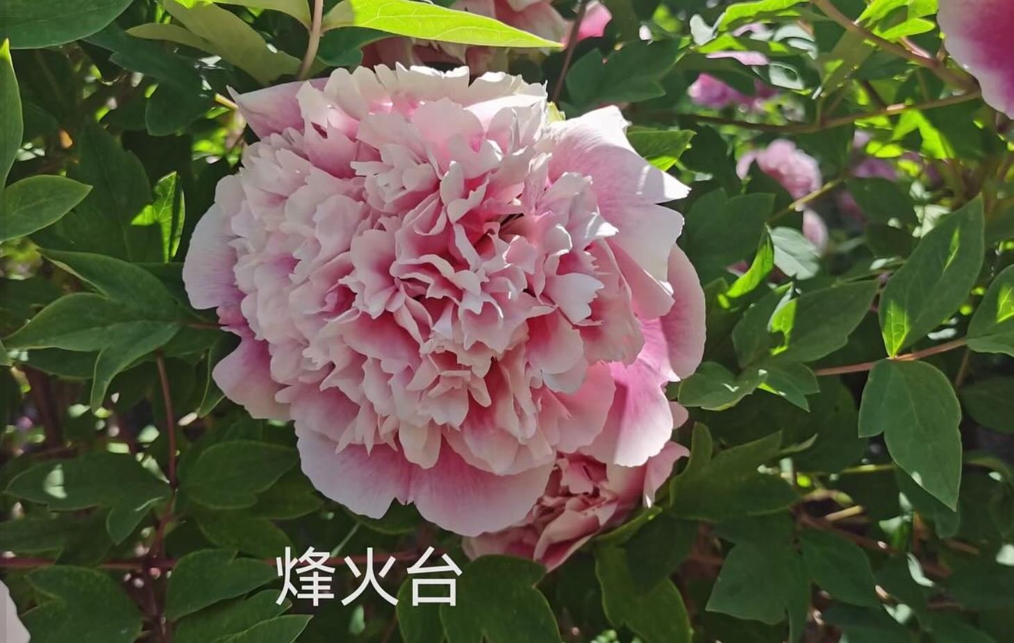 "Fire beacon tower" large flower tree peony - Image 3