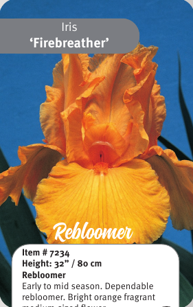 Firebreather Iris