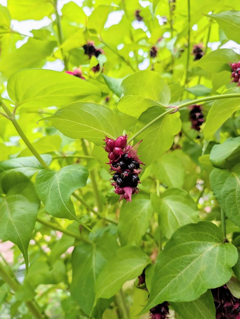 Free Himalayan honeysuckle seeds and cuttings - Image 6