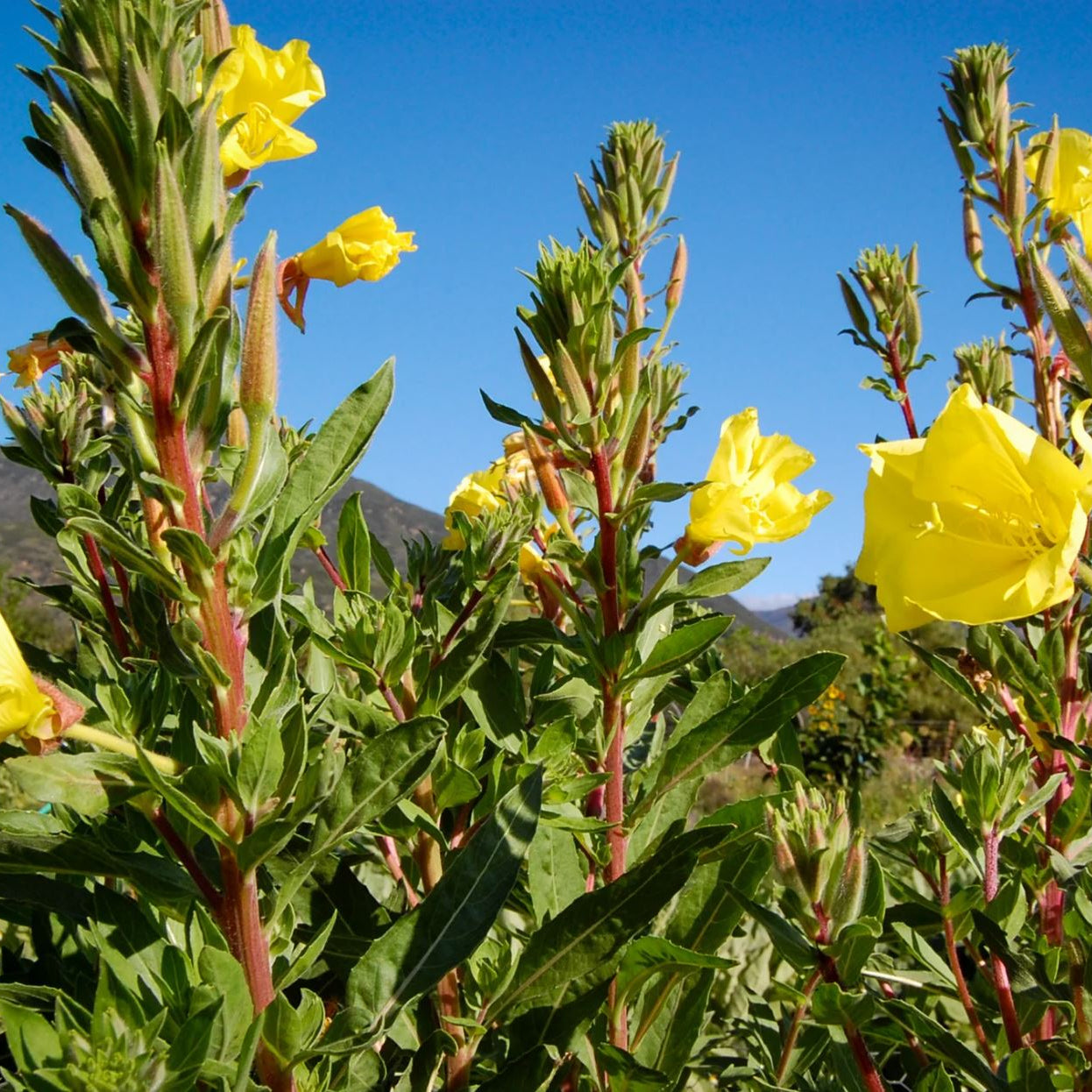 Free yellow evening primrose seeds