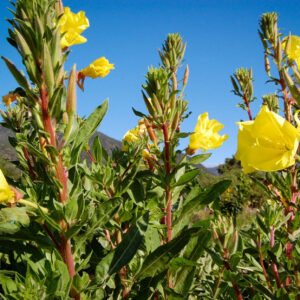 Free yellow evening primrose seeds