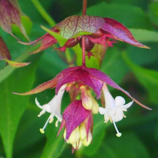 Free Himalayan honeysuckle seeds and cuttings - Image 2