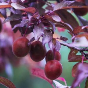 Free you dig Hollywood plum trees