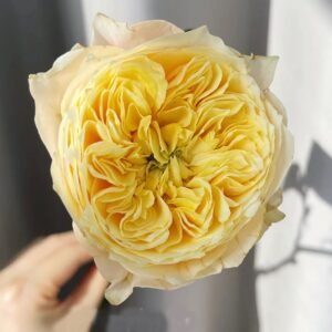 Golden Vuvuzella garden rose plant large flower bush deciduous shrub