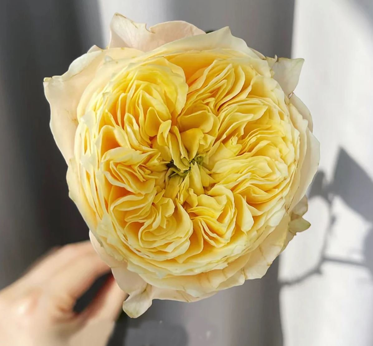 Golden Vuvuzella garden rose plant large flower bush deciduous shrub
