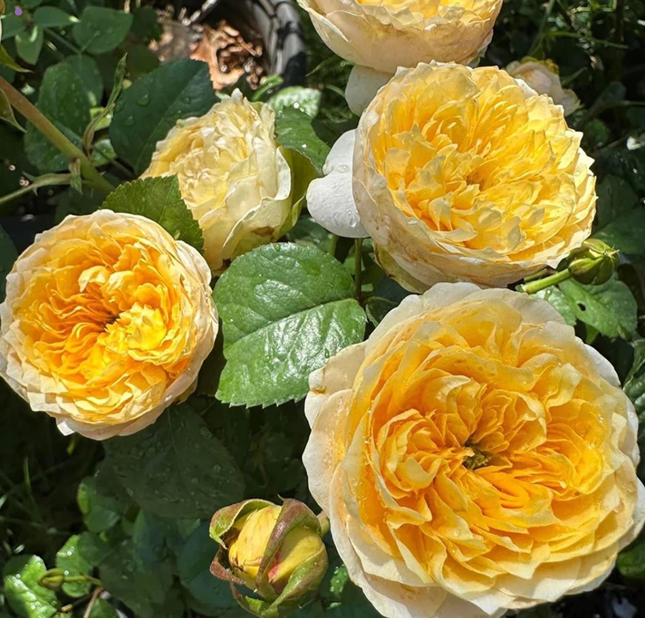 Golden Vuvuzella garden rose plant large flower bush deciduous shrub - Image 3