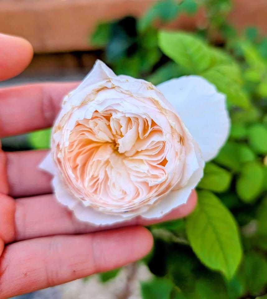 Juliet lookalike Hanxian climbing garden rose plant large flower bush deciduous shrub - Image 2