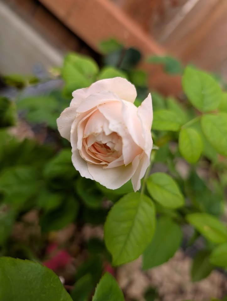 Juliet lookalike Hanxian climbing garden rose plant large flower bush deciduous shrub - Image 8