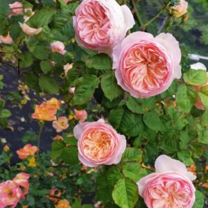 Juliet lookalike Hanxian climbing garden rose plant large flower bush deciduous shrub