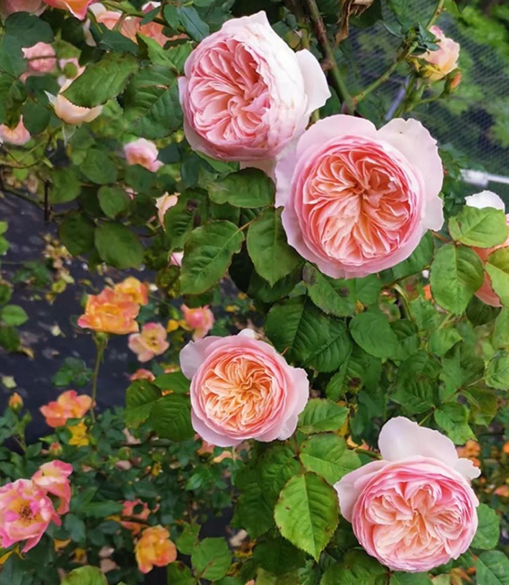 Juliet lookalike Hanxian climbing garden rose plant large flower bush deciduous shrub