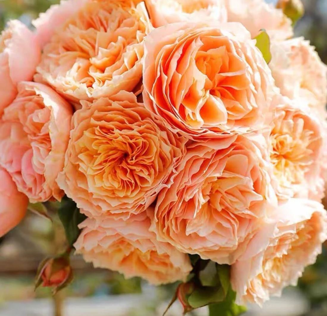 Juliet lookalike Hanxian climbing garden rose plant large flower bush deciduous shrub - Image 6