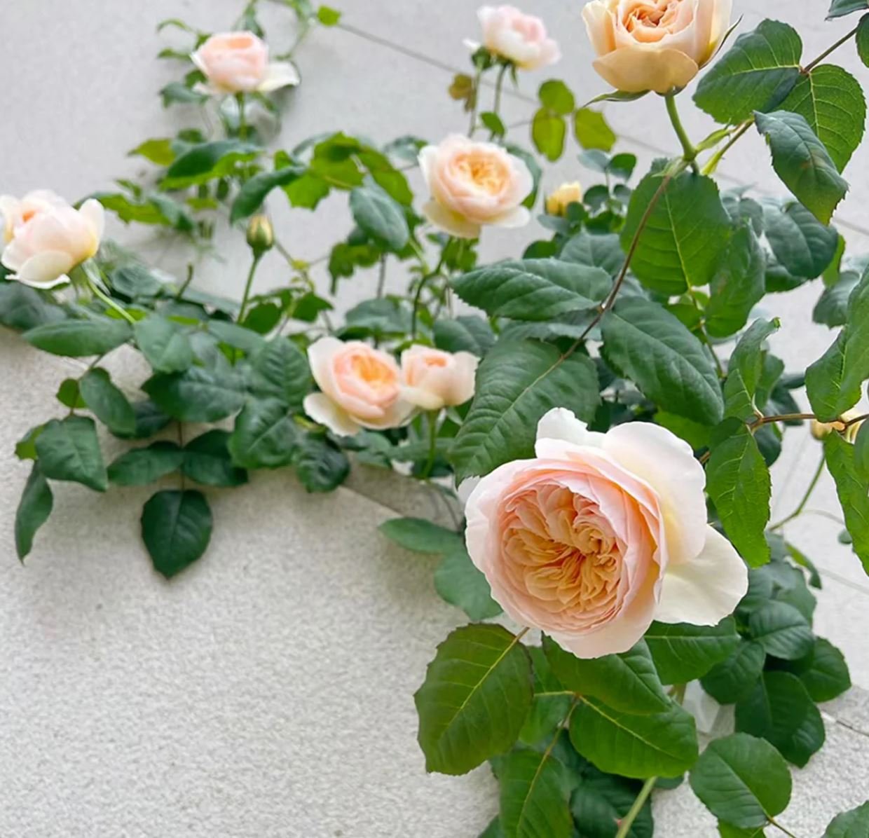 Juliet lookalike Hanxian climbing garden rose plant large flower bush deciduous shrub - Image 4
