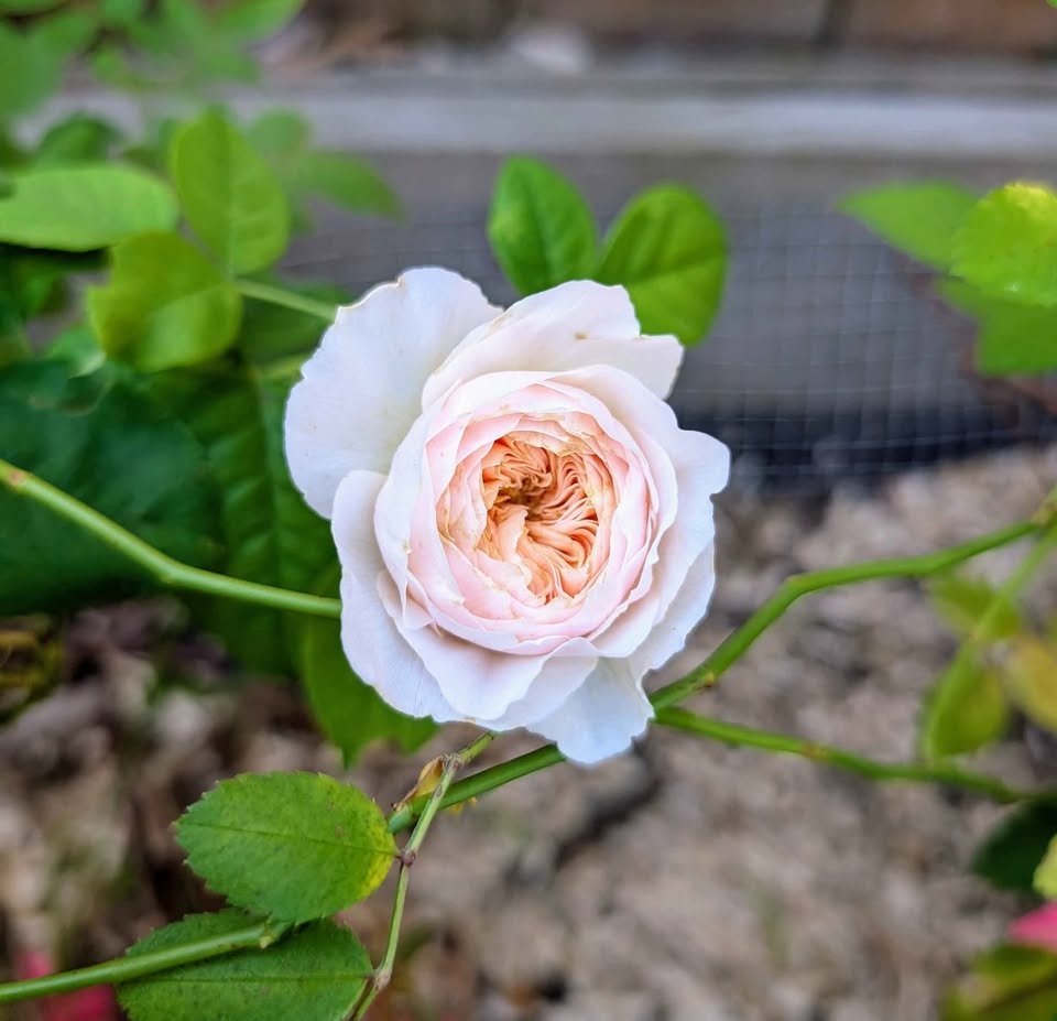 Juliet lookalike Hanxian climbing garden rose plant large flower bush deciduous shrub - Image 7